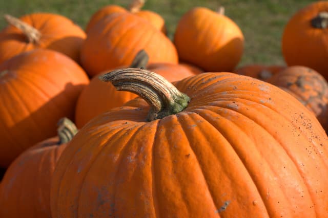 Pumpkin Fest at the Village